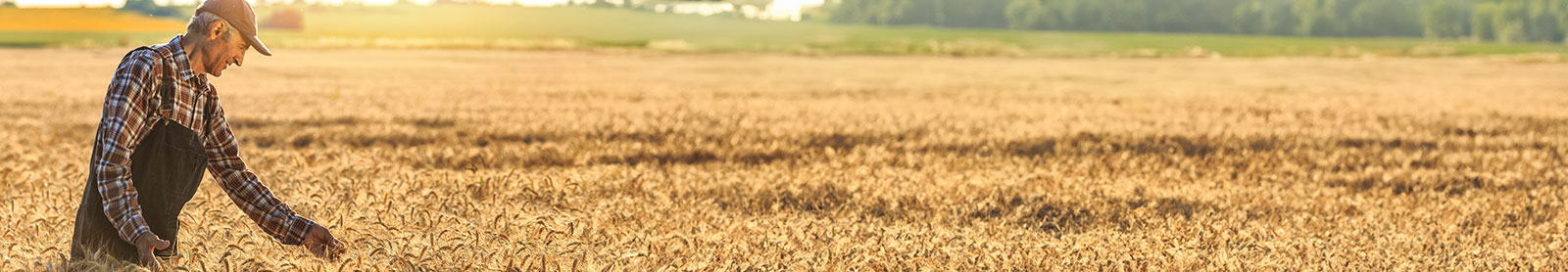 Farmer checking his crops